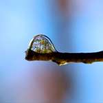 image for Forest reflected in a drop of water