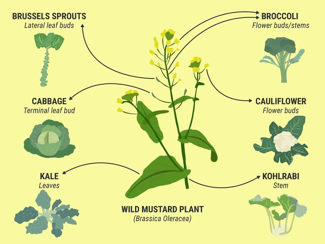 image for These 6 common vegetables are actually all the same plant