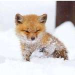 image for 🔥 Baby fox in snow