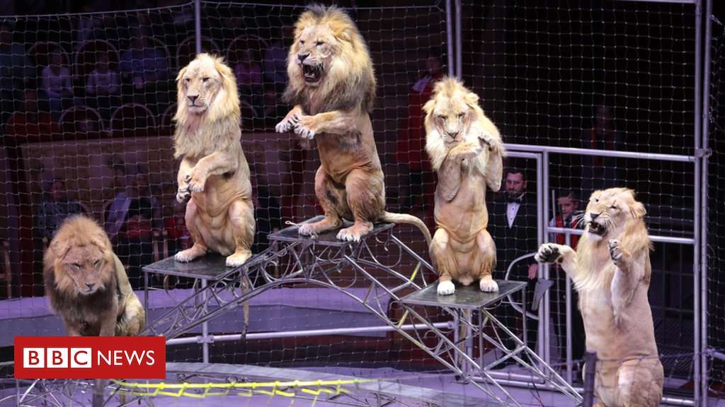 image for Russian mayor bans 'cruel' circuses