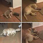 image for Sunny the rescue dog, growing up with his favorite toy, the brick.