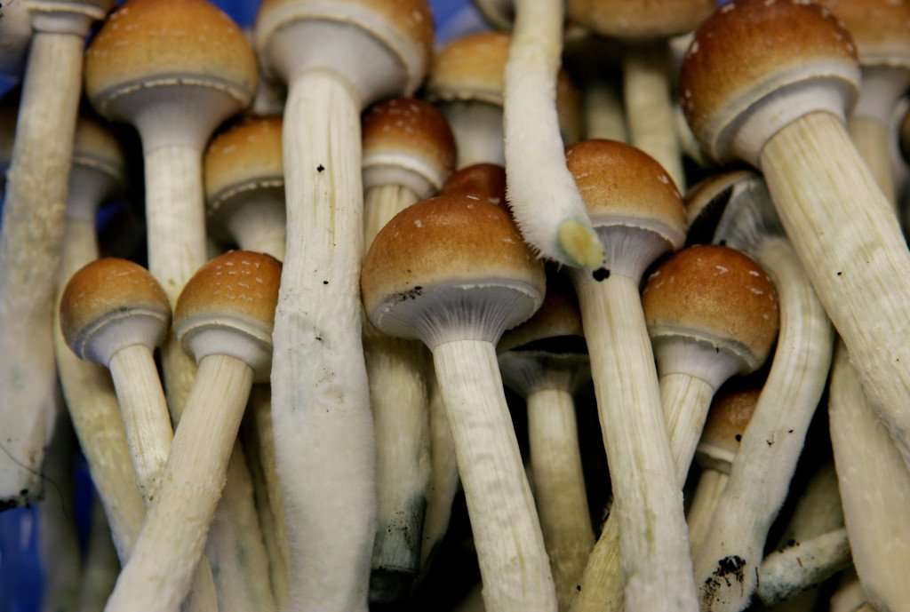 image for Denver first in U.S. to decriminalize psychedelic mushrooms