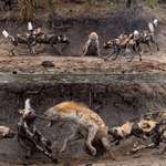 image for Hyena fending off a pack of wild dogs in Africa.