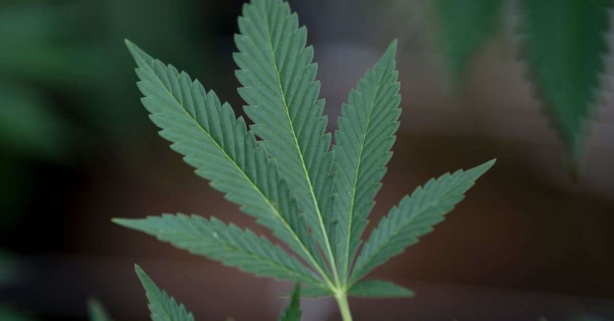 image for North Dakota quietly decriminalized marijuana