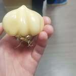 image for This garlic I found in my garden. The entire head is one clove.