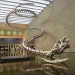 image for This thing actually used to exist. The Titanoboa.