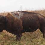 image for A bison, still standing after being struck by lightning (found on r/natureismetal)