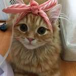 image for A pretty pink bow