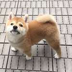 image for Have you ever seen such a adorable Shiba pupper?