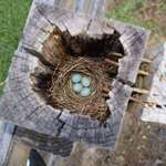 image for Robin‘s nest in the top of a fence post