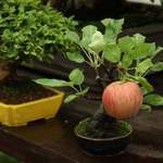 image for Bonsai apple tree made a full-sized fruit