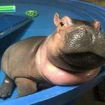image for hi everyone this is a baby hippo