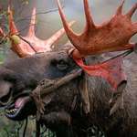 image for A moose enjoying the velvet shedding from its antlers as a snack