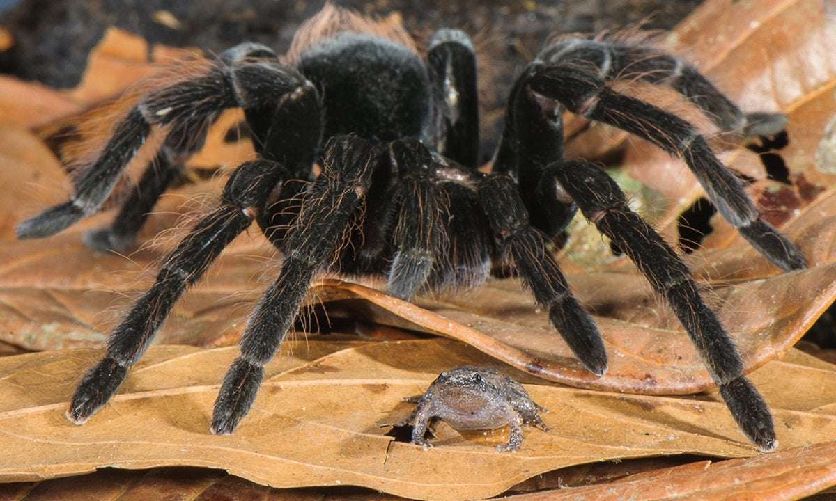 image for Giant Tarantulas and Tiny Frogs Are Friends with Benefits