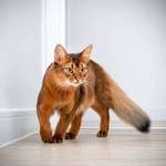 image for The gorgeous Somali cat