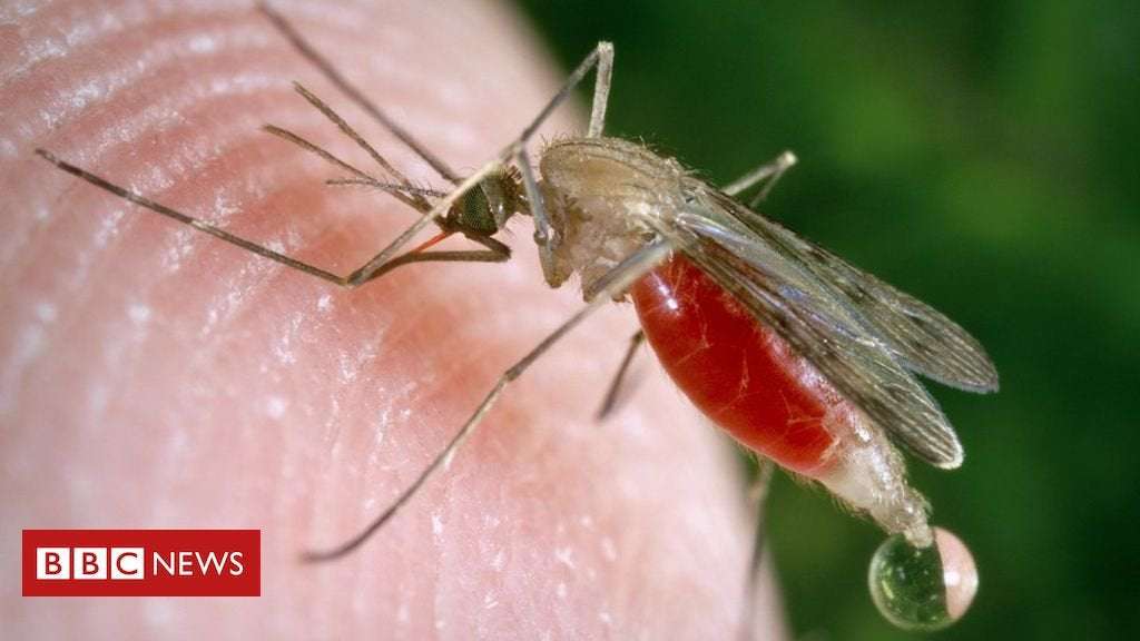 image for GM fungus rapidly kills 99% of malaria mosquitoes, study suggests