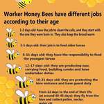 image for Working life of Bees by Age