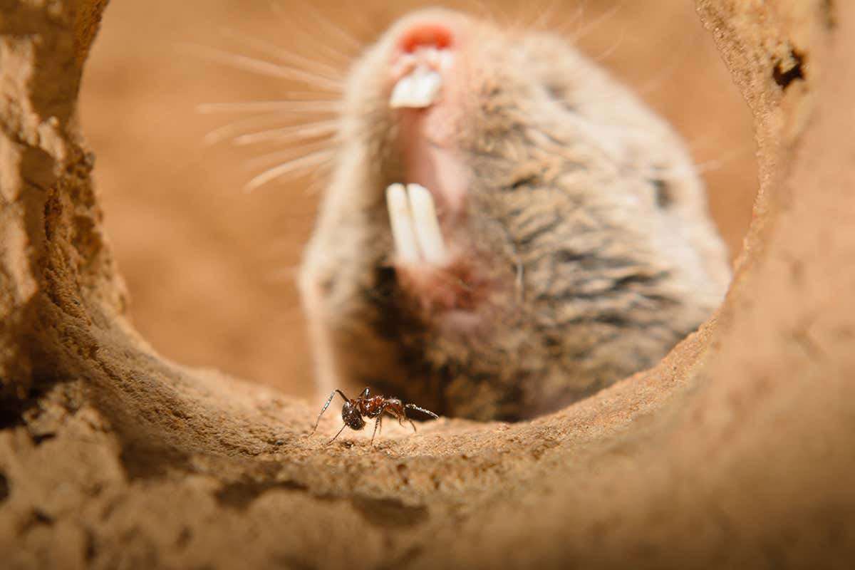 image for A type of African mole rat is immune to the pain caused by wasabi