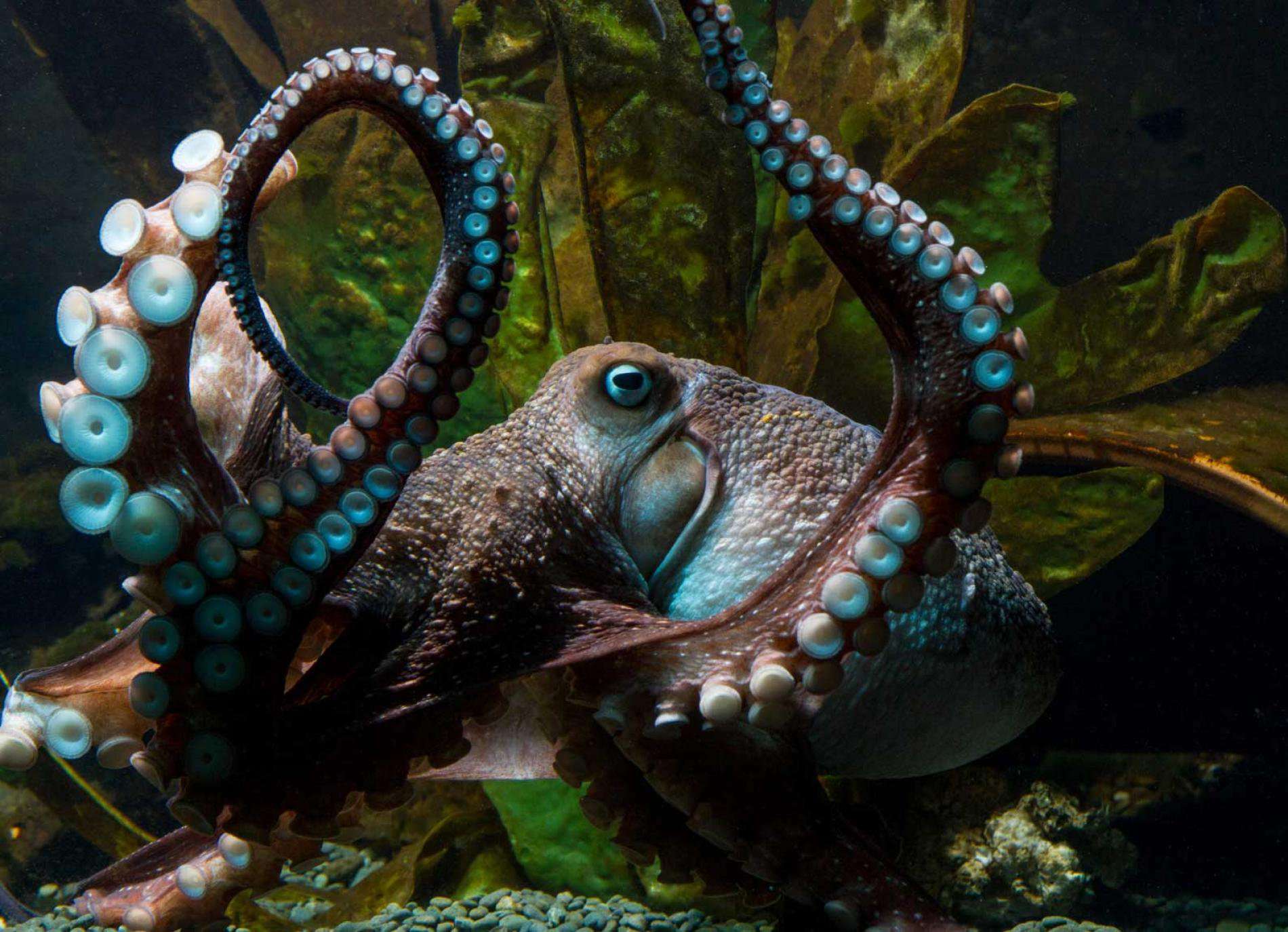 image for Inky's Daring Escape Shows How Smart Octopuses Are