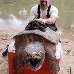 image for 🔥 A full size snapping turtle compared to what most people think is a full size snapping turtle 🔥