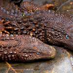 image for Borneo earless monitors resemble real life dragons