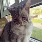 image for Sagpuss: Toby is a very happy cat, he just has Ehlers Danlos (loose skin) syndrome.