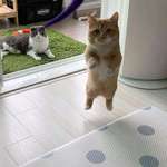 image for PsBattle: Kitten in midair