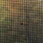 image for I killed a mosquito and his blood filled one square in my window screen only.