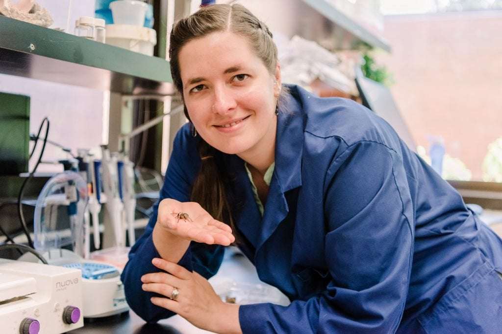 image for UMBC’s Sarah Stellwagen first in world to sequence genes for spider glue – UMBC NEWS