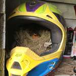 image for A robin has nested inside an MX helmet in my shed