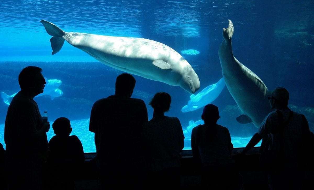 image for Whales, dolphins can no longer be bred or kept in captivity after House of Commons bill passes