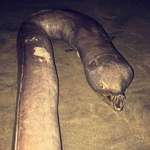 image for Snaggletooth Snake Eel