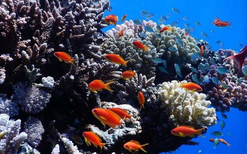 image for Israel to ally with Arab neighbors around Red Sea in bid to save world’s corals