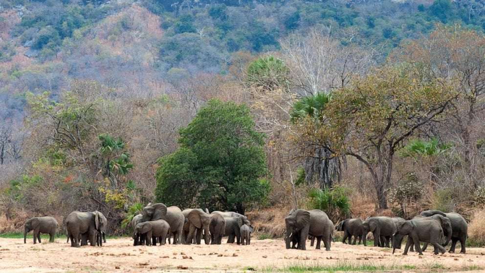 image for Zero elephants poached in a year in top Africa wildlife park