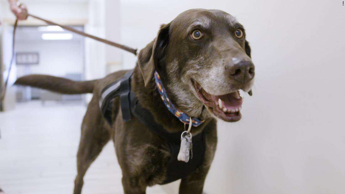 image for These dogs are getting a cancer vaccine. If it works, humans could be next