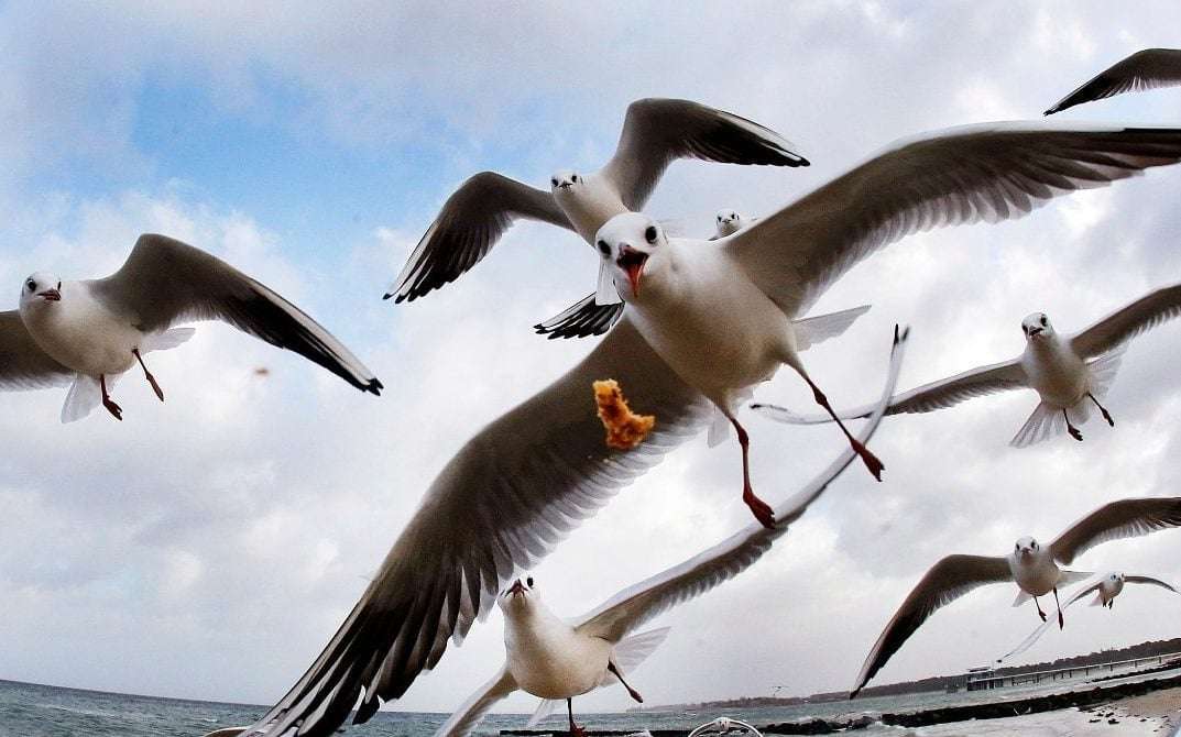 image for Seagulls keep couple hostage in their own home for six days by attacking them every time they leave house