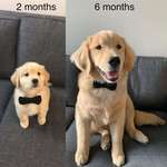 image for handsome boye does a grow