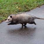 image for opossums get a lot of hate, but they clear a lot of unwanted bugs and parasites from the ecosystem and are generally helpful friends. please appreciate them, especially this good boy.