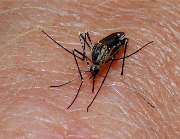 image for Scientists identify malaria's Achilles' heel