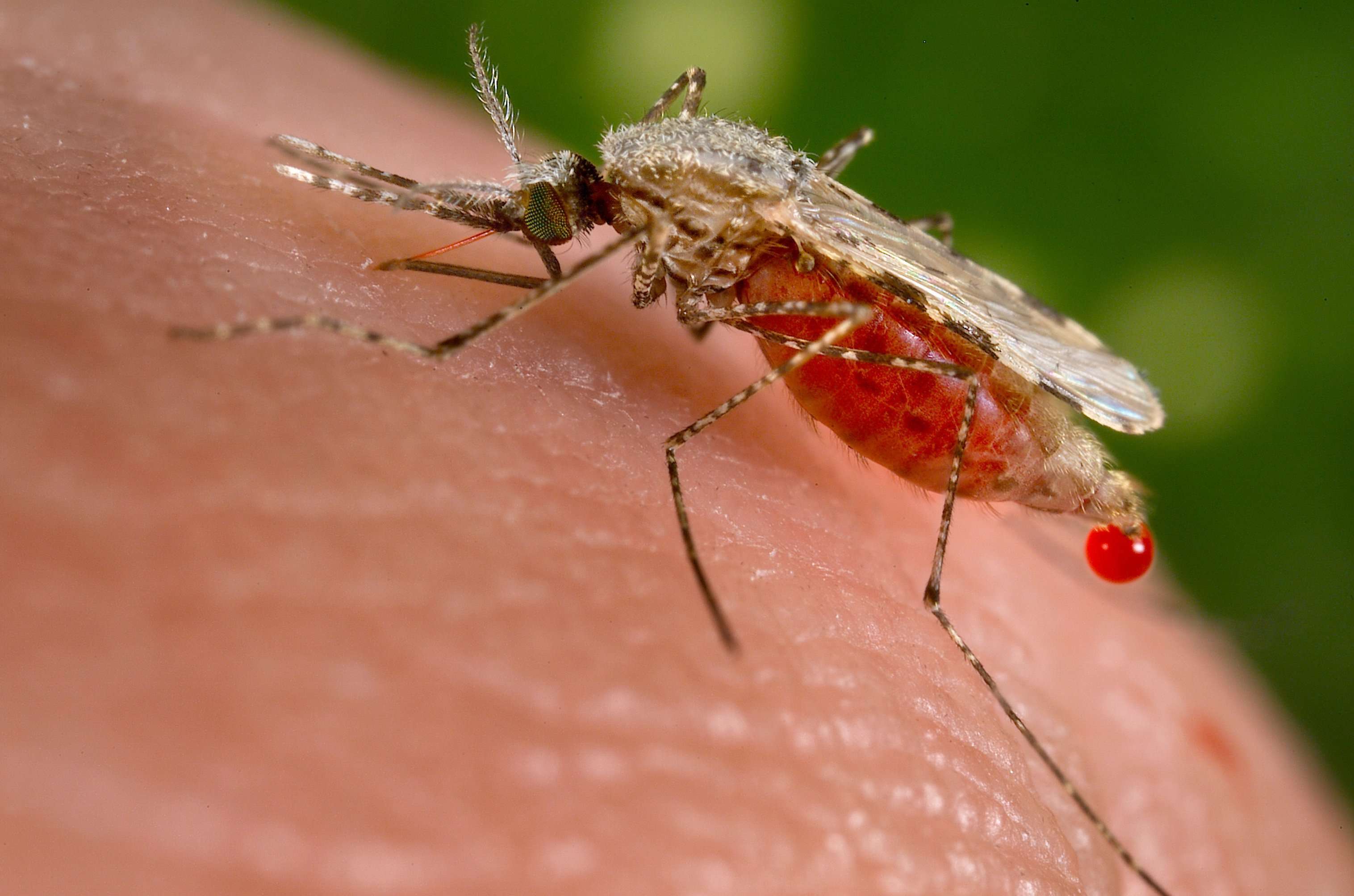 image for Controlling deadly malaria without chemicals