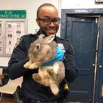 image for The NYPD rescued this large bunny!