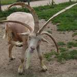 image for 🔥 This Goat with 4 horns 🔥