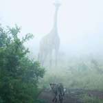 image for Misty morning in the African savanna, South Africa