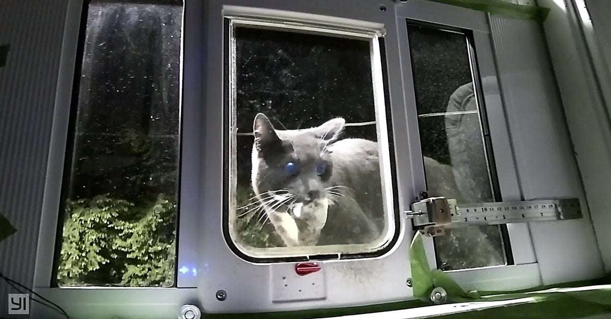 image for An Amazon engineer made an AI-powered cat flap to stop his cat from bringing home dead animals
