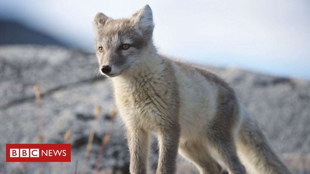 image for Scientists 'speechless' at Arctic fox's epic trek