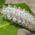 image for 🔥 The Weirdest Looking Caterpillar I've Seen to Date (Jeweled Caterpillar)