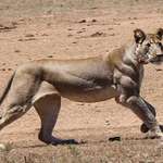 image for 🔥 Ripped 🔥 Lioness 🔥
