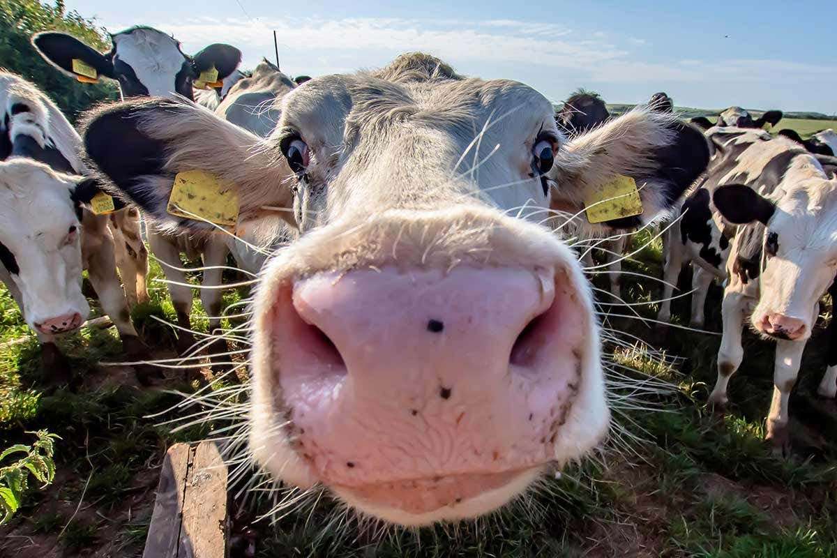 image for We could breed climate-friendly cows that belch less methane
