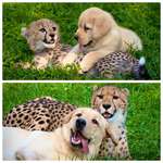 image for This cheetah and doggo stayed best friends from the start!