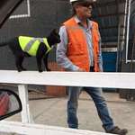 image for Construction workers put High-Visual jacket on black cat so it doesn't get hurt